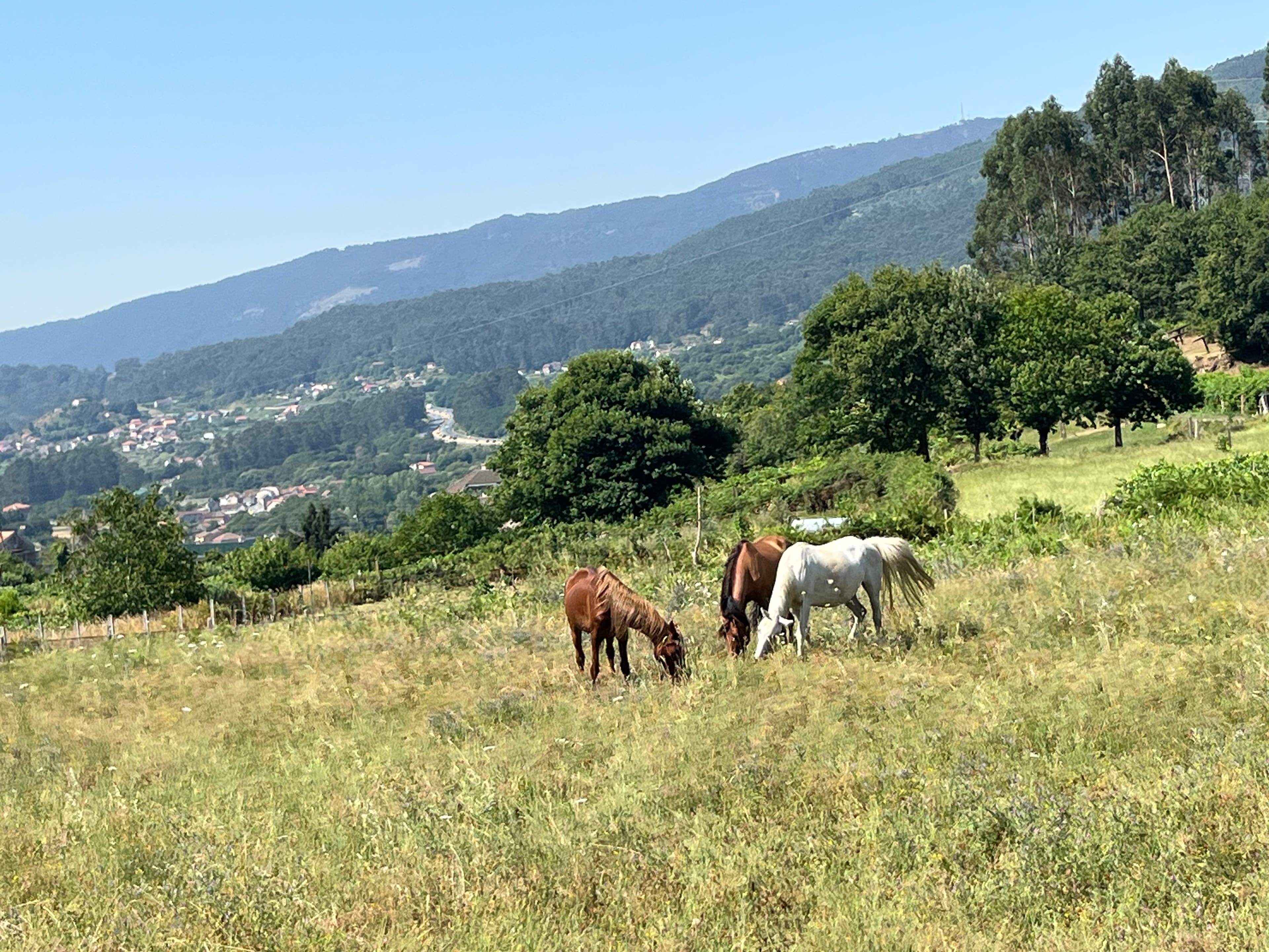 Horses 