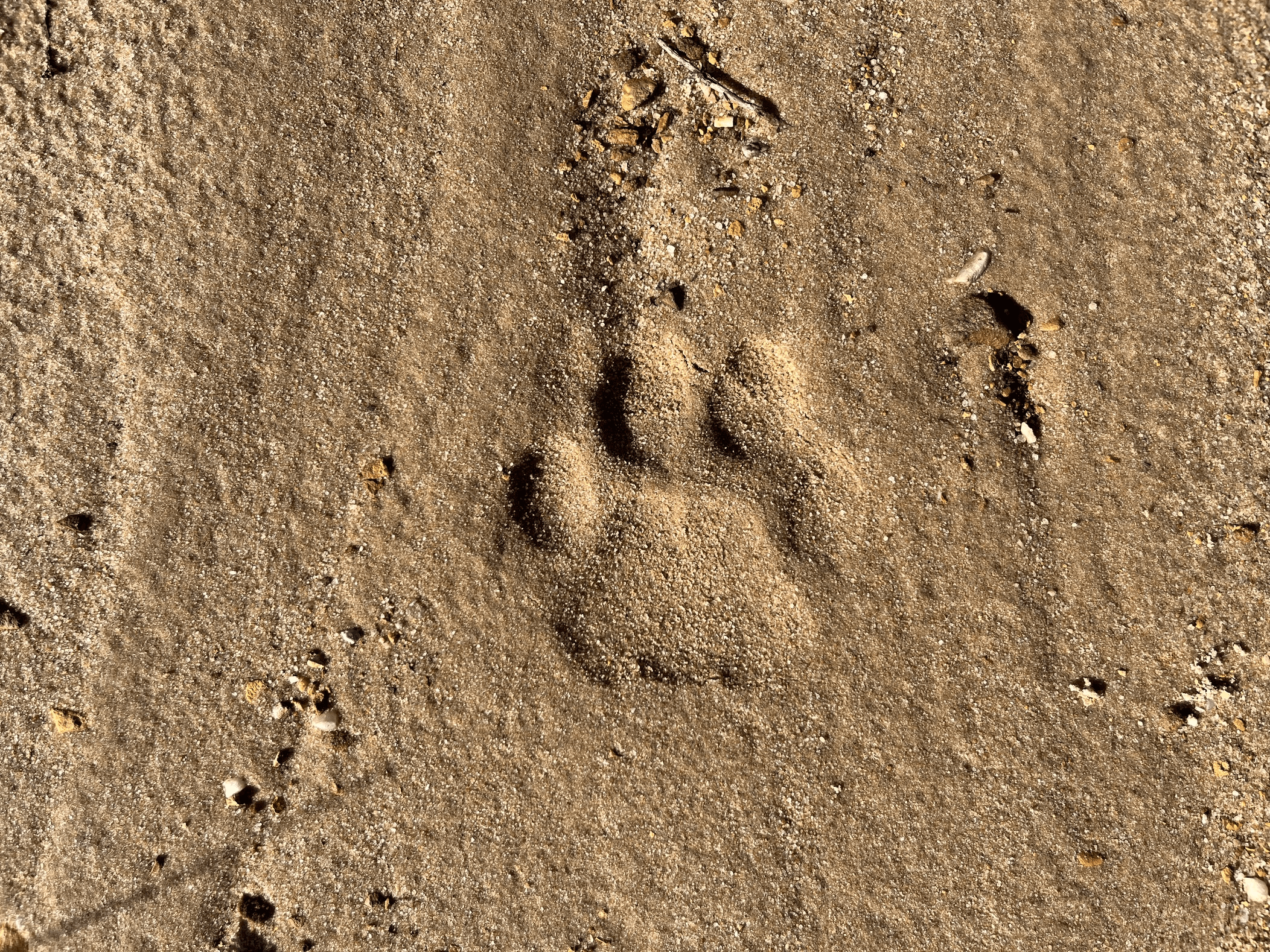 The best Cape Leopard print that I’ve seen.