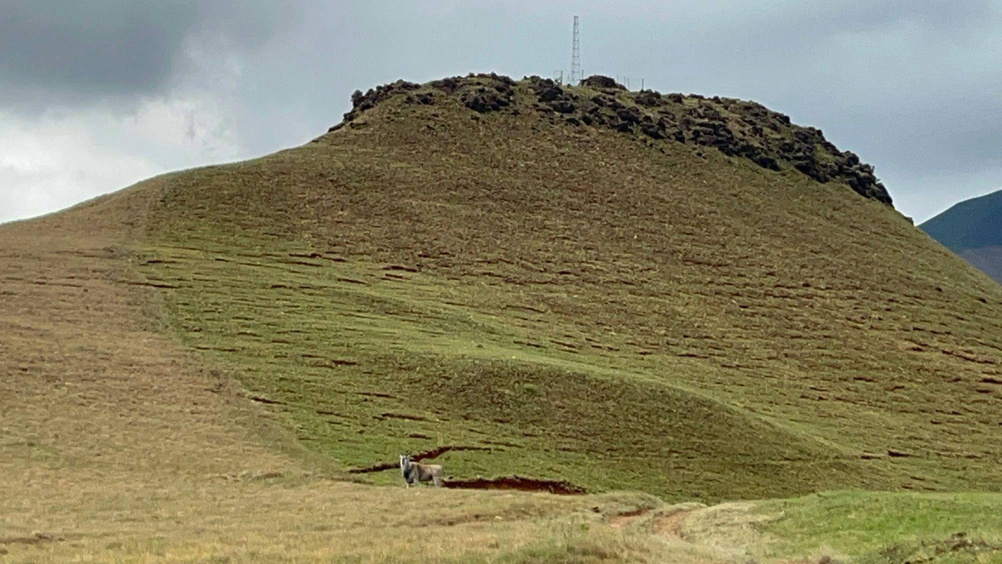 An Eland sends us on our way