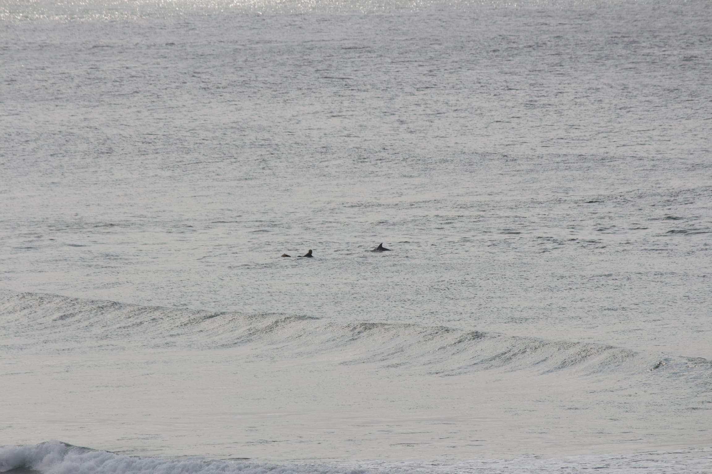 Molo dolphin, Kunjani?
