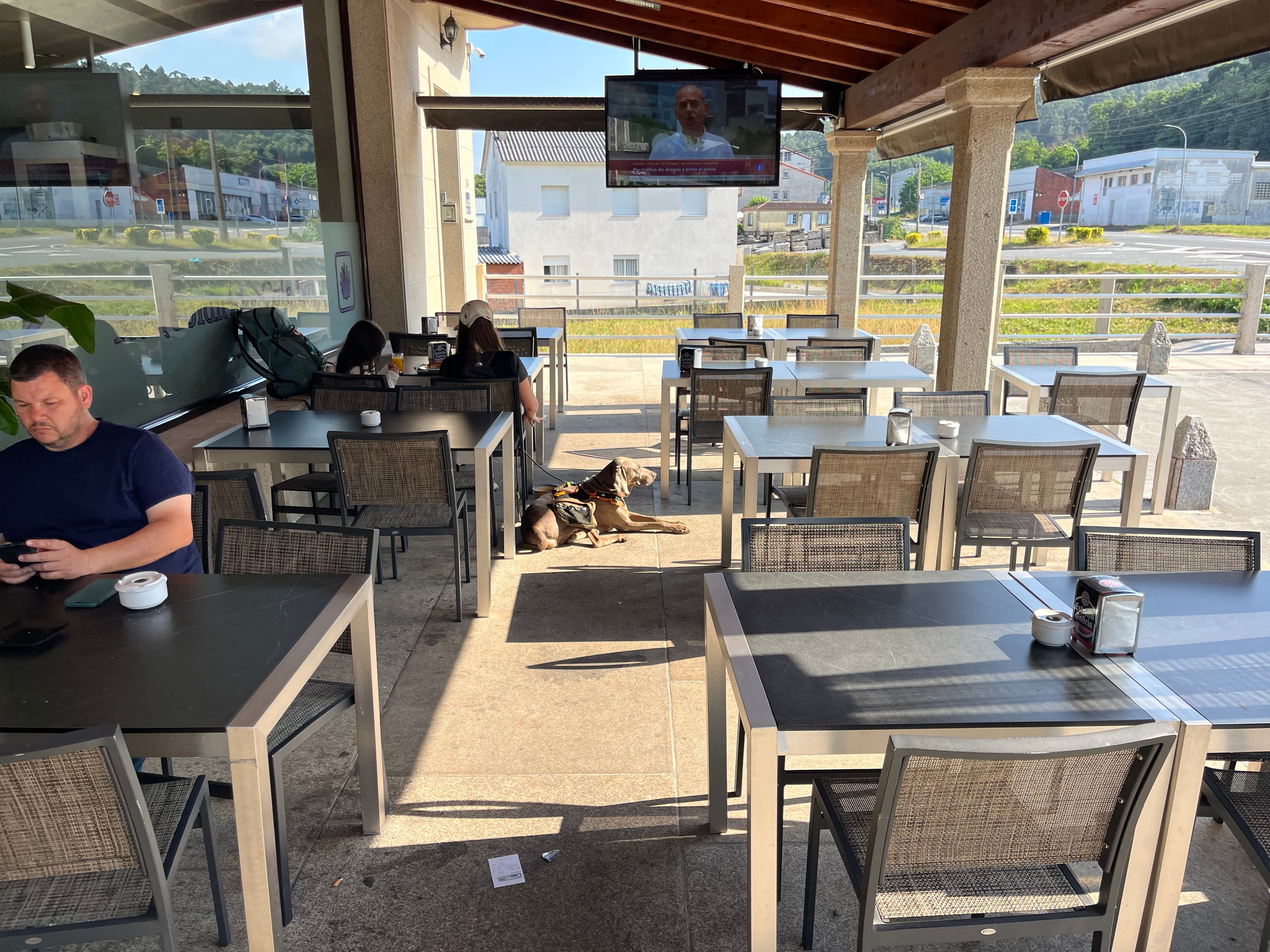 Spotted Camino dog